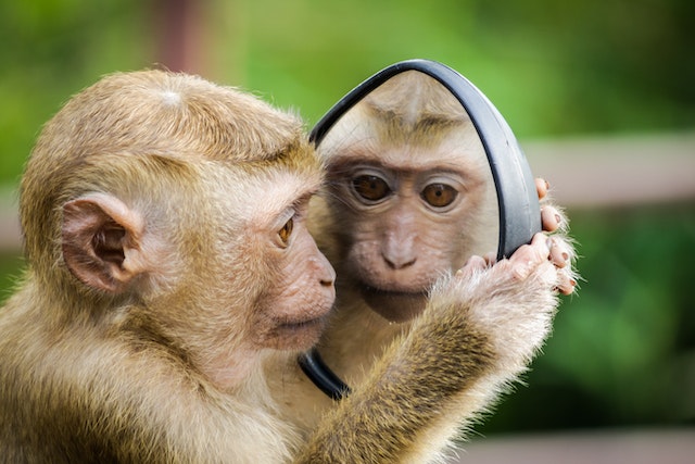 You are currently viewing A Terapia do Espelho como abordagem terapêutica – Neurónios Espelho